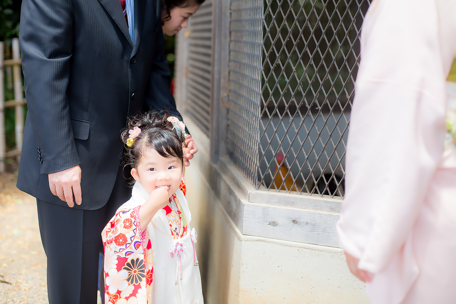 七五三,3歳,着物,姉妹,神社,ロケ,外出,お参り,家族写真