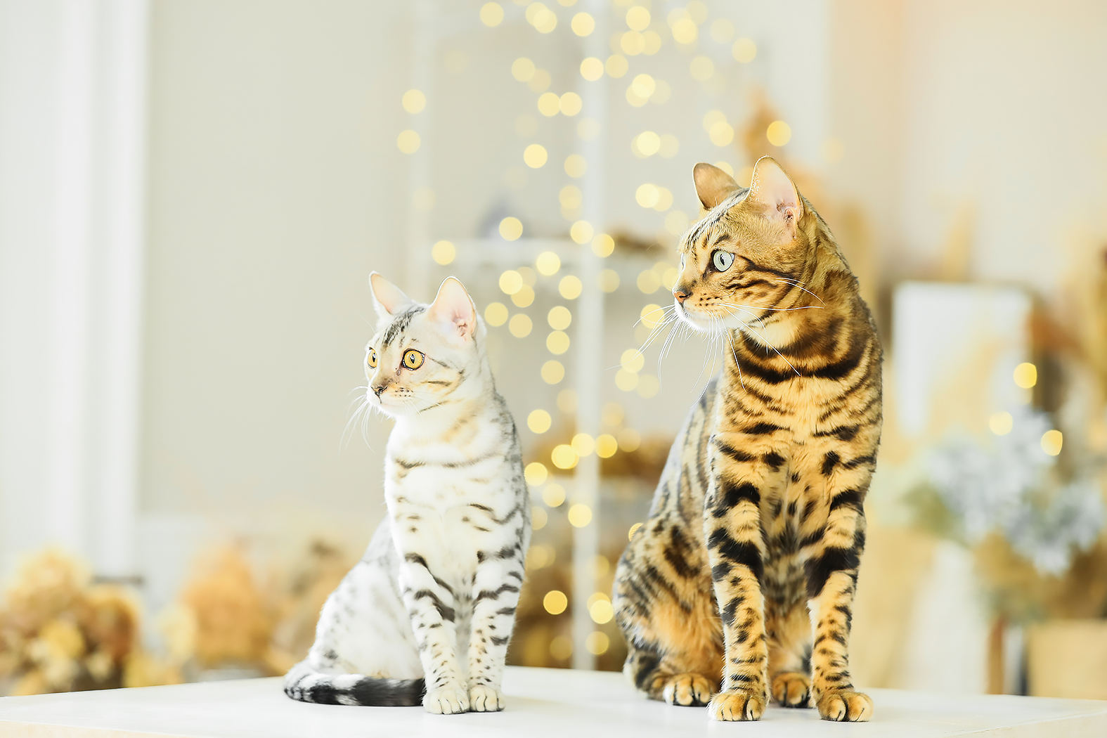 猫 ペット撮影 ねこちゃん 猫 ペット撮影 ねこちゃん